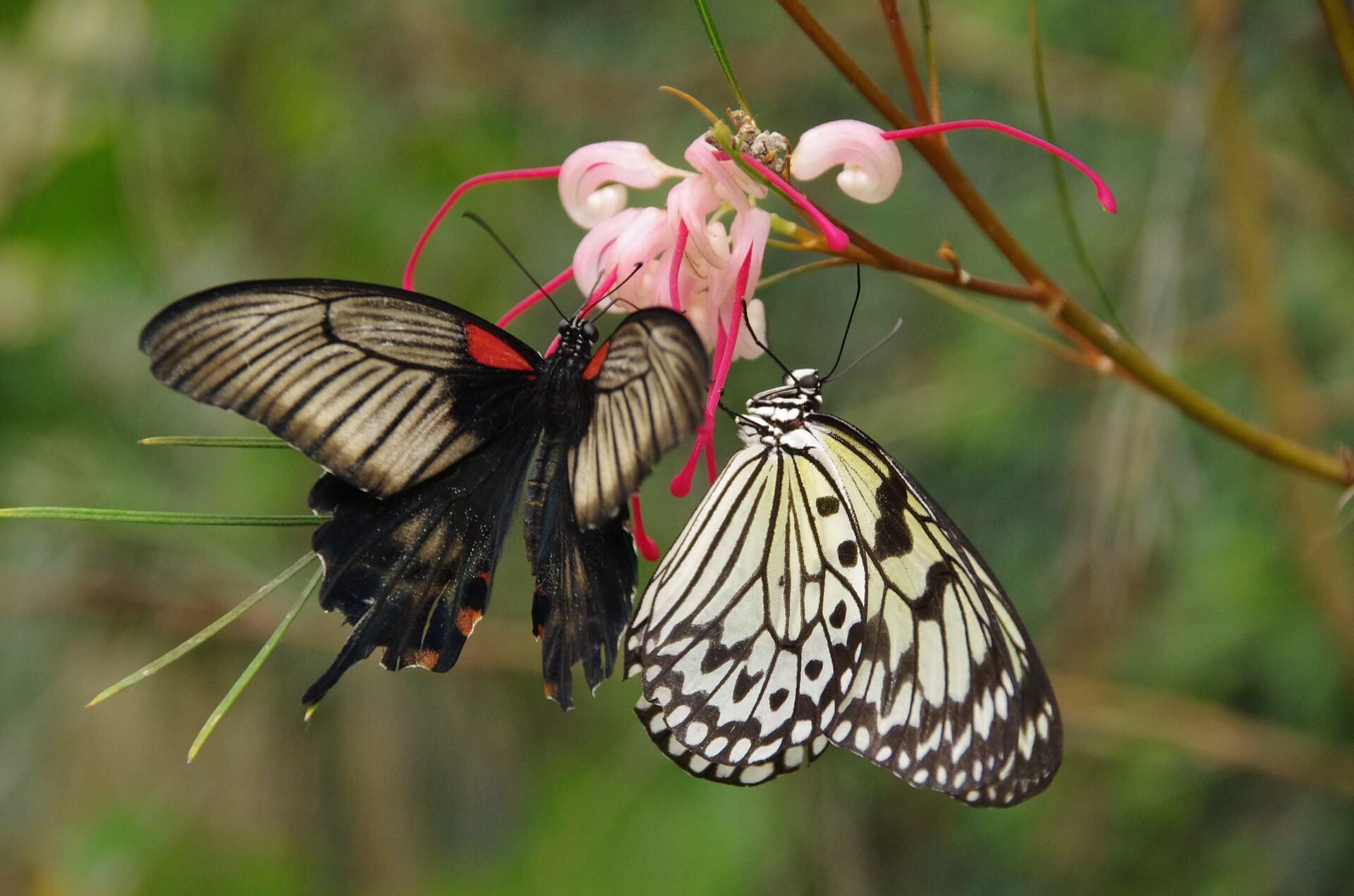 Mariposario de Benalmádena. Naturaleza con niños.