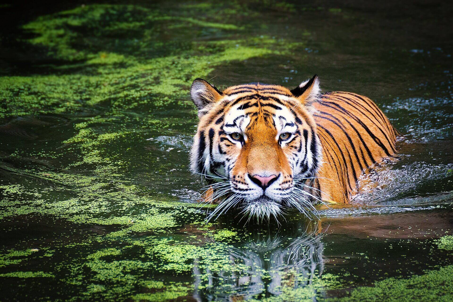 Tigre Selwo Aventura. Naturaleza en la costa del sol